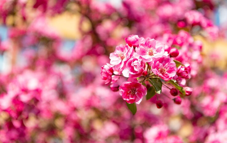 flor de sakura rosa na flor de cerejeira de arvore de primavera florescendo 474717 33288
