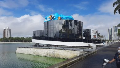 Coelho gigante é destaque na Paraíba