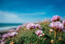 bela foto de flores cor de rosa a beira mar em um dia ensolarado na gra bretanha 181624 15756