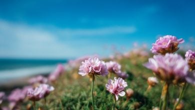bela foto de flores cor de rosa a beira mar em um dia ensolarado na gra bretanha 181624 15756