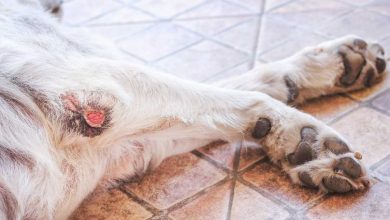 ferida em carne viva como tratar cachorro