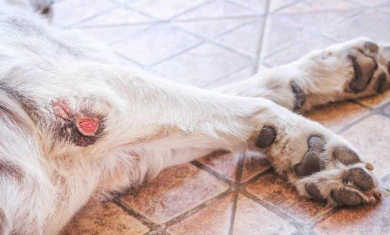 ferida em carne viva como tratar cachorro