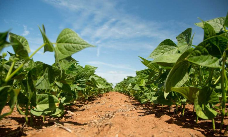 Desafios e Soluções para a Semeadura da Safra de Soja em Mato Grosso: Como o Clima Afeta o Ritmo de Plantio