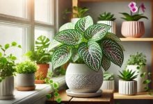 batch DALL·E 2024 12 25 11.44.42 A lush indoor plant setup featuring a beautiful Fittonia plant in a white ceramic pot displayed on a wooden shelf by a window with soft natural light