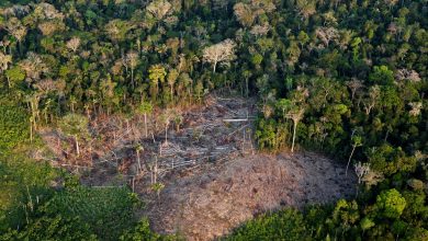 Imagem: reprodução