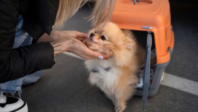 Viagem com Pets: Checklist Completo para Conforto, Segurança e Economia