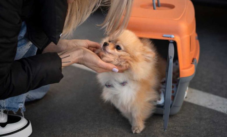 Viagem com Pets: Checklist Completo para Conforto, Segurança e Economia