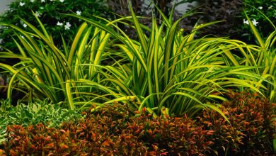 5 Ferramentas Importantes para Cultivar Seu Jardim