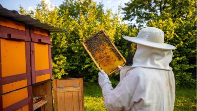 Beekeeper: Rede de Vingança (2024) – Elenco, História e Detalhes