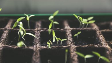 7 práticas de quem cultiva a natureza em casa e colhe os benefícios no dia a dia
